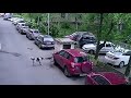 Dogs attack car!