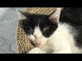CLASSIC Dog and Cat Videos😻🐕‍🦺1 HOURS of FUNNY Clips😹