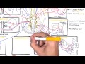 Anatomy - Cranial Nerves Overview