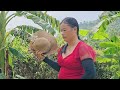 Harvesting giant mangoes to sell at the market, weeding the eggplant garden...