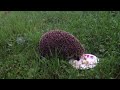 Hedgehog being fed banana