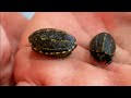 Preserving Endangered Species: Baby Turtle Nursery