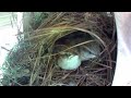 Time-Lapse Reveals Baby Carolina Wren's Life Inside the Nest