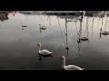 Swans swimming back.