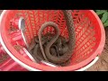 easy trapped snake by frog
