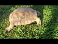 An Evening with A Desert Tortoise