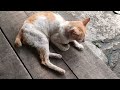 Indahnya kebersamaan kucing-kucing kampung @Wiwitlesdiati