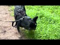 Cattle Dog Goes For A Walk