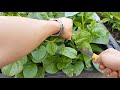 How to grow malabar spinach and water spinach from cuttings