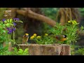 Nature Videos For Cats: Many Species Of Birds And Squirrels For Cats To Relax