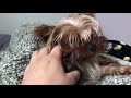 Yorkie: how to choose a small Yorkie