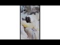Cat & Ferret Cuddling