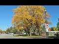 Fall Colors Driving Tour in Chicago Land 4k Driving Tour |