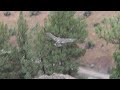 Smith Rock State Park Eagle Family Spring 2024 4K