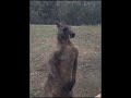 Kangaroo finds Australian man's home, wants revenge!