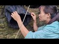 TIMELAPSE Full Videos harvesting wild bees raising chickens and planting trees