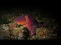 Ruby Octopus Crawling by John Roney, East Pacific Red Octopus, Octopus rubescens