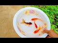 Catch Unique Little Frogs | Catching And Finding A Lot Of Beautiful Baby Koi Fish, Angel Fish#227