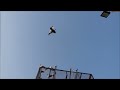 Baby Pigeons Training [ Hashim Mahmood Pigeons ]