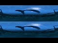 the Blu: Whale Encounter | 3D 360 VR