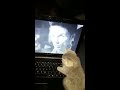 5 week old kittens reaction to Andy Black