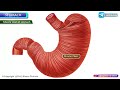 Anatomy of Stomach Animation: Blood supply, Venous drainage, Nerve supply , Histology & Development