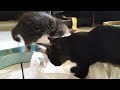 These 3 kittens are hungry because their mother is in heat again