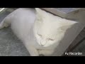 Emotional cute Babli Cat 🐈🐈 /cute cat compilation / waao village animal bili