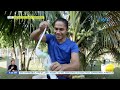 Pampalamig na dwarf coconut mula sa Mataas na Kahoy, Batangas | Unang Hirit