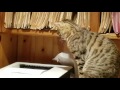 Bengal Cat Likes Printer