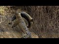 Jaguar vs croco combat à mort!!! incroyable!!