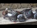 Chinese Farmers Raise 9 Million Pigeons for Eggs and Meat, Earning Big Profits
