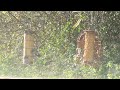 Robins, blue tits and great tits at the bird feeder