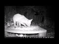 Vine Cottage Fox cub 28th April 2020