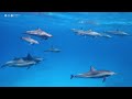 Relaxing Music to Relieve Stress, Anxiety and Depression • Mind, Body 🐬 Soothing music for nerves