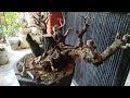 Weekend Workshop of My Personal Bonsai Collection [w/ English Subtitles]