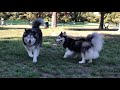 Horgi And Husky Playing