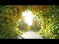 Healing music with nature: Relaxing Music, Relieves stress, Sleep Music, Meditation, White noise