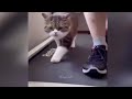 🐕🙀 Funny Dog And Cat Videos 🤣😘 Best Funniest Animals Video 2024 # 24