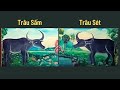 Trâu Sấm -Trâu Sét . TRÂU TÀU - TRÂU NHỰT. Lời Phán Dạy  Tiên Tri Của PHẬT THẦY TÂY AN