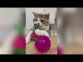 New Funny Animals 2024 😂 Funniest Cats and Dogs Videos 😹🐶 Part 1