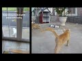 😂❤️ So Funny! Funniest Cats and Dogs 😻🐈 Funniest Animals 2024 # 15