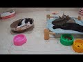 CLASSIC Dog and Cat Videos 😻🐤🙀 1 HOURS of FUNNY Clips 🐶 Cute baby animals
