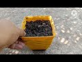 All about purple heart plant. How to propagate purple heart from cutting. Best fertilizer,care tips.