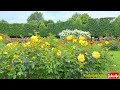 Schauen Sie zu, liebe Freunde, und genießen Sie diese wunderschönen bunten Blumen