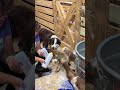 How to feed 3 baby goats at one time Brooke style