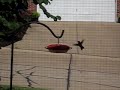 Ruby Throated Hummingbird Male Guarding 