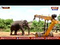 Elephant Rescue in Ramanagara : ಪುಂಡಾನೆ ಸೆರೆ ಮಾಡೋದು ಎಷ್ಟು ಕಷ್ಟ ನೋಡಿ | Power TV News