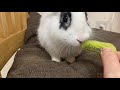 Bunny 🐰 tries a kiwi 🥝 for the first time