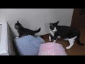 Kittens getting shouted at by a strict mommy cat... for some reason...